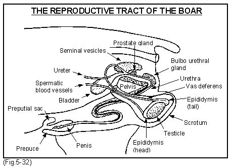 pig penis|Reproductive system .